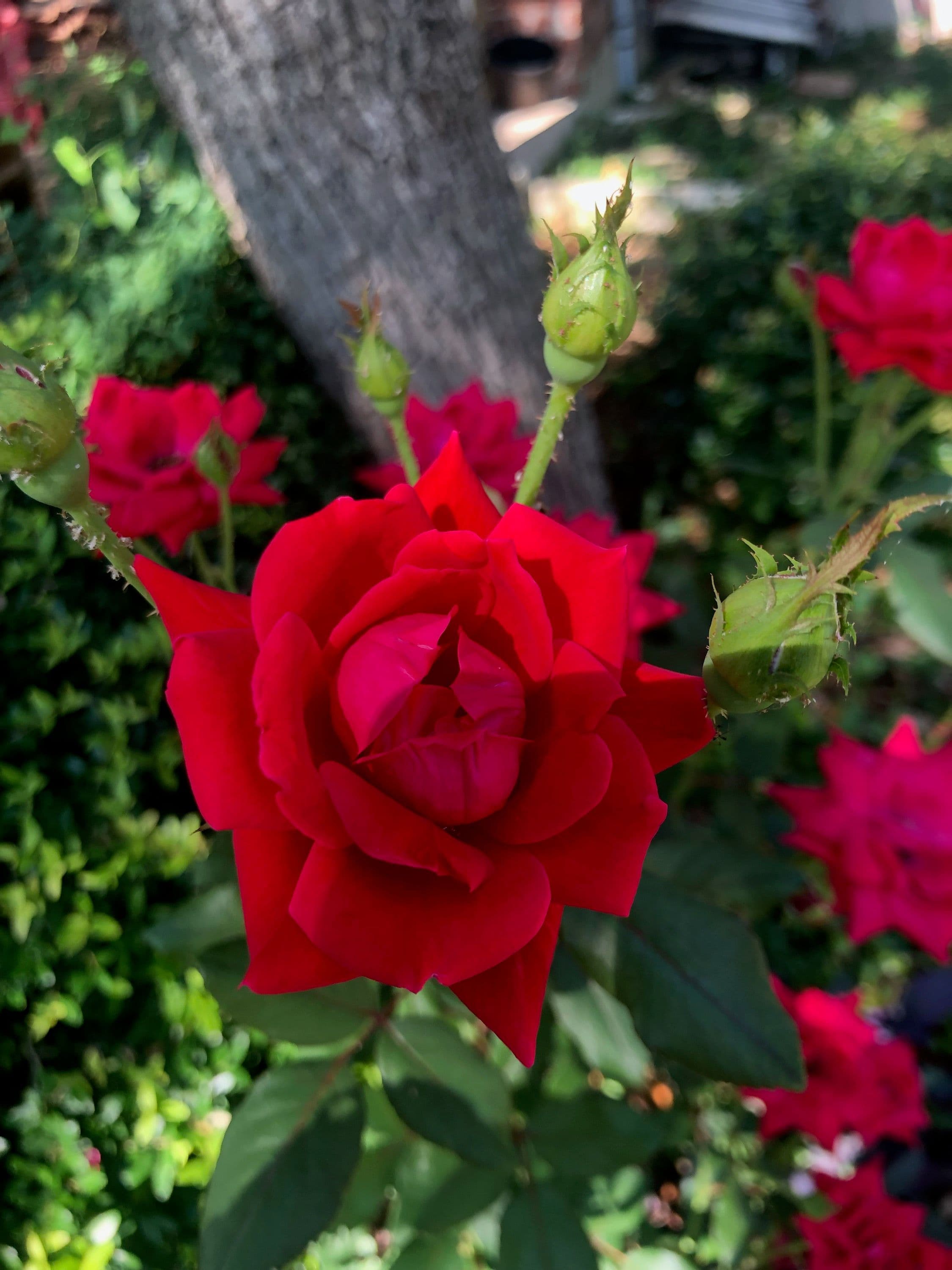 Project Knockout Roses Flourish in Austin image